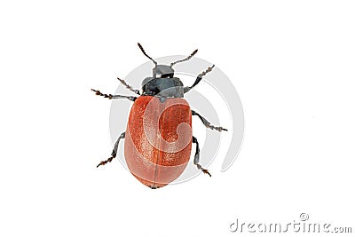 Broad-shouldered leaf beetle Chrysomela populi on a white background Stock Photo