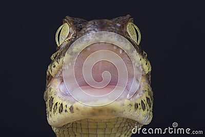 Broad-snouted caiman / Caiman latirostris Stock Photo