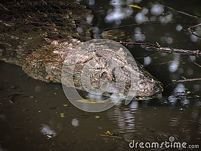 Broad-Snouted Caiman Caiman latirostris Lurking on Swampy Wate Stock Photo