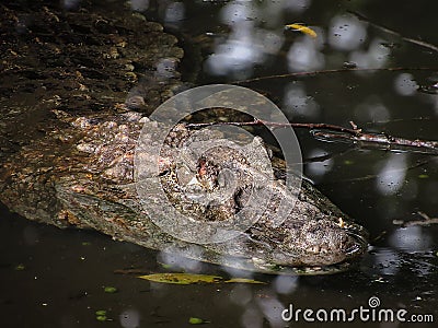 Broad-Snouted Caiman Caiman latirostris Lurking on Swampy Wate Stock Photo