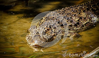 Broad-Snouted Caiman Caiman latirostris Lurking on Swampy Wate Stock Photo