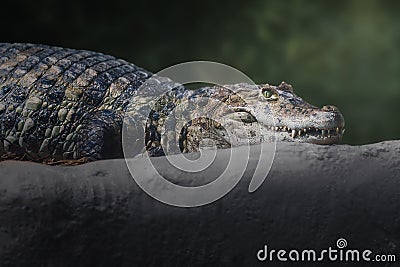 Broad-snouted Caiman - Alligator Stock Photo