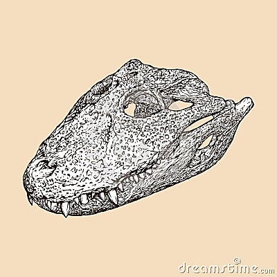 broad snouted caiman skull head vector illustration Vector Illustration