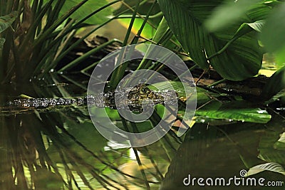 Broad-snouted caiman Stock Photo