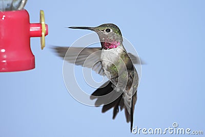 Broad-tailed Hummingbird (Selasphorus platycercus) Stock Photo