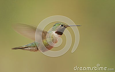 Broad-tailed hummingbird (Selasphorus platycercus) Stock Photo