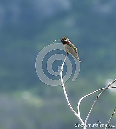 Broad tailed Hummingbird sticking out his toungue Stock Photo