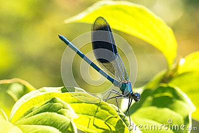 Broad-winged Damselfly, Dragonfly Stock Photo