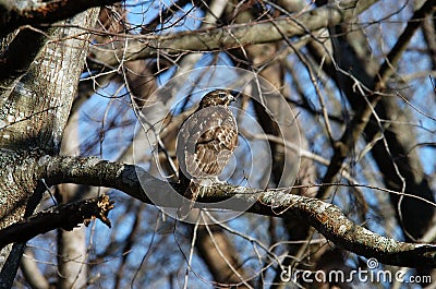 Broad-winged hawk Stock Photo