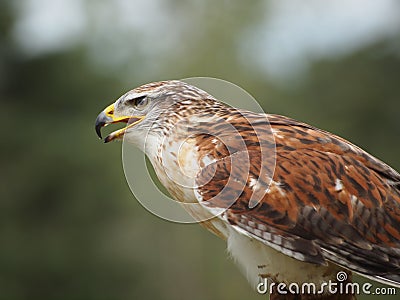 Broad-winged Hawk Stock Photo