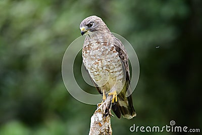 Broad-winged Hawk Buteo platypterus Stock Photo