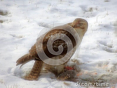 Broad-winged Hawk eating a squirrel. Stock Photo