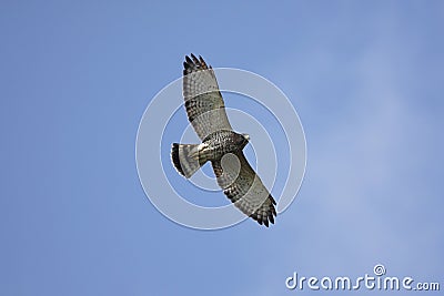 Broad-winged Hawk In Flight Stock Photo