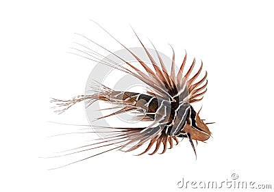 Broadbarred firefish, Pterois antennata, Stock Photo