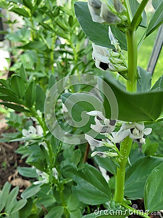 Broadbeans flowers country life sustainable health food Stock Photo