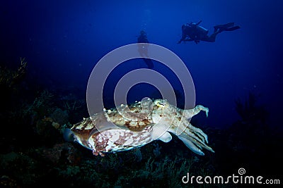 A Broadclub Cuttlefish - Sepia Latimanus Stock Photo