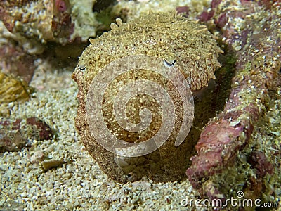 A Broadclub Cuttlefish Sepia latimanus Stock Photo