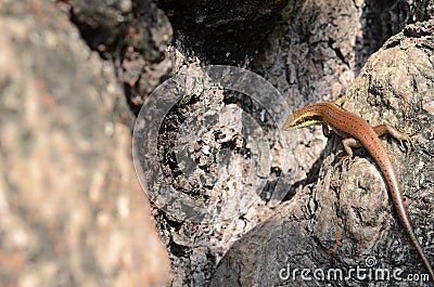 Broadhead Skink Stock Photo