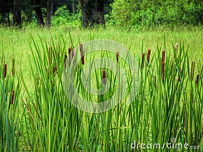 Broadleaf Cattails - Typha latifolia L Stock Photo