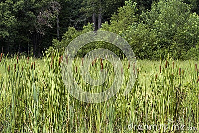 Broadleaf Cattails - Typha latifolia L Stock Photo
