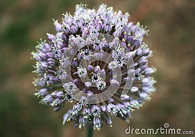 Broadleaf flowering leek Stock Photo