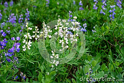 Broadleaf Lupine blooming in unusual white variation and common blue flowers, in an alpine wildflower meadow, Paradise area at Mt. Stock Photo