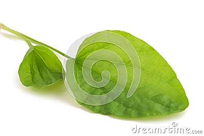 Broadleaf plantain Stock Photo