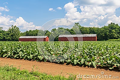 Broadleaf tobacco growing near two typical drying sheds Editorial Stock Photo