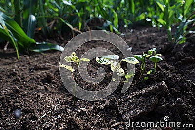 Broadleaf weed yellowish and stunt symptom from herbicide Stock Photo