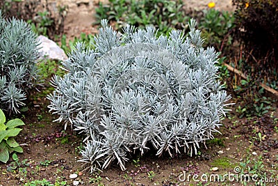 Broadleaved lavender or Lavandula latifolia flowering strongly aromatic shrub with grey evergreen leaves growing in shape of small Stock Photo