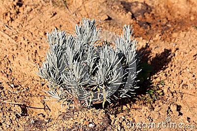 Broadleaved lavender or Lavandula latifolia flowering strongly aromatic shrub plant with grey evergreen leaves in home garden Stock Photo