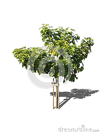 Broadleaved tree Stock Photo