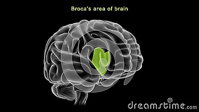 Broca`s area of Human brain Stock Photo