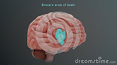 Broca`s area of Human brain Stock Photo