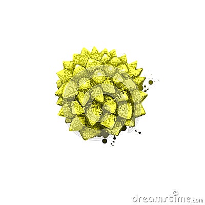 Broccoflower isolated on white. Digital art illustration. Romanesco broccoli with striking and unusual fractal patterns of flower Cartoon Illustration
