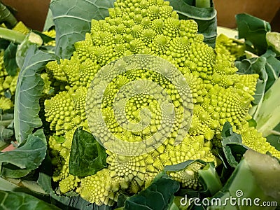 Broccoflower - Romanesco green cauliflower. Good Fibonacci spiral effect. Selective focus Stock Photo