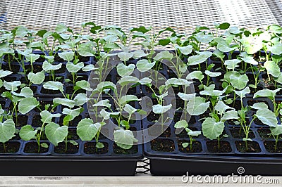 Broccol green seedlings. Stock Photo