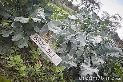 Broccoli Stock Photo