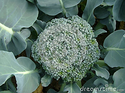 Broccoli Stock Photo