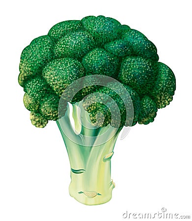 Broccoli Stock Photo