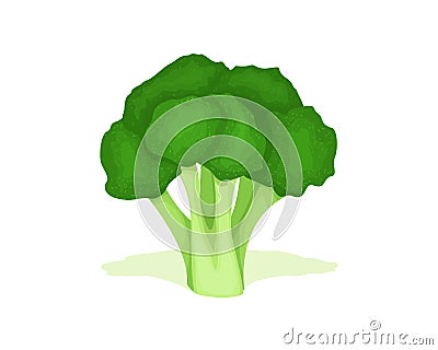 Broccoli cabbage vector design. Vegetable fresh broccoli cabbage good for healthy Vector Illustration