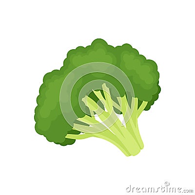 Broccoli concept. Organic food concept. Vector illustration. Vector Illustration