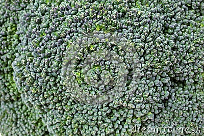 Broccoli Floret Crowns Up Close Stock Photo