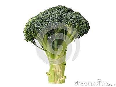 Broccoli Isolated on White Stock Photo