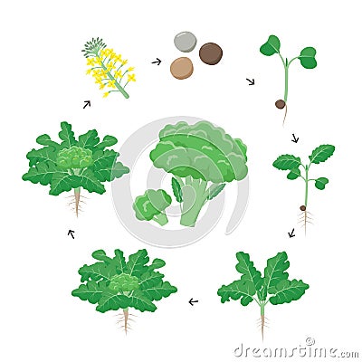 Broccoli plant growth stages infographic elements. Growing process of broccoli from seeds, sprout to mature plant with Vector Illustration