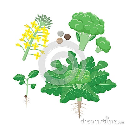 Broccoli plant life cycle, growing stages, set of elements in flat design isolated on white background. Broccoli growth Vector Illustration