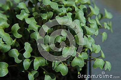 Broccoli sprout seedlings in container, top view. Stock Photo
