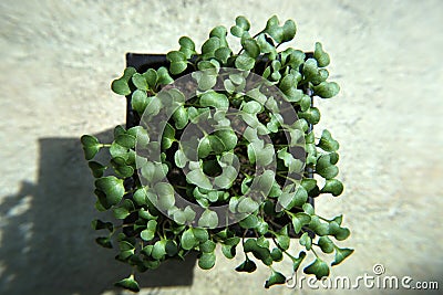 Broccoli sprout seedlings in container, top view. Stock Photo