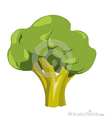 Broccoli raw vegetable, tasty food dieting meal Vector Illustration