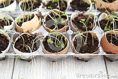 Broccoli seedling sprouts growing in eggshells, healthy diet and Stock Photo